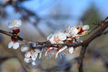 Branches of blossoming apricot macro