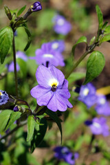 Closeup of the flowers of amethyst flower (Browallia americana), also known as bush violet or...