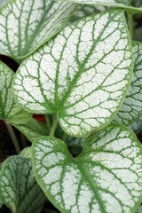 The cordate (heart-shaped), silver-and-green leaves of 'Silver Charm' Siberian bugloss (Brunnera macrophylla 'Silver Charm'), a shade-loving perennial also known as perennial forget-me-not