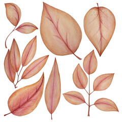 Pink leaves, isolated: tender pencil illustrations.