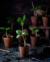 Junge Gurkenpflänzchen im Anzuchttopf