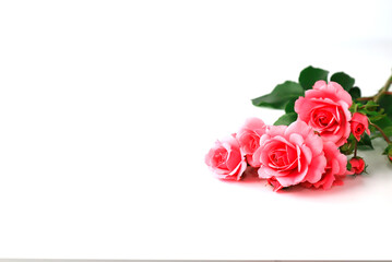 Beautiful red rose flowers on a white background, bouquet, isolated. Blooming romantic pink roses - a symbol of love and celebration, space text