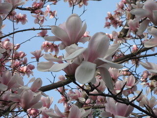 A magnolia tree at the Lago Maggiore in Switzerland