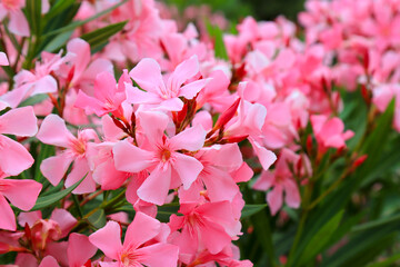 Flowers of pink oleander, Nerium oleander, bloomed in the spring. Shrub, a small tree, cornel Apocynaceae family, garden plant. Pink summer oleander background