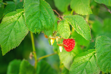 One ripe raspberry hangs on a branch of a bush in summer.