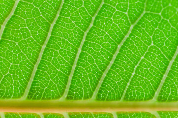 closeup texture green leaves nature abstract macro pattern leaf background.