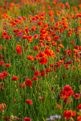 Fototapeta na wymiar Field of red poppies in the summer