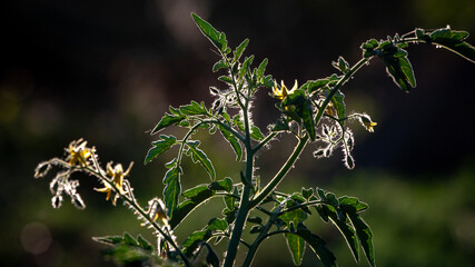 Bright yellow flowers of tomatoes