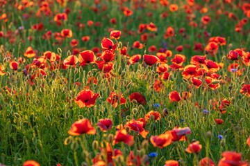 Field of red poppies in the summer
