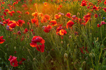 Fototapeta premium Field of red poppies in the summer