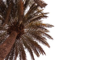 big tall palm tree on a white background