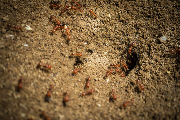 A colony of California Harvester Ants working around their nest - macro