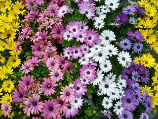 Mixed Osteospermum