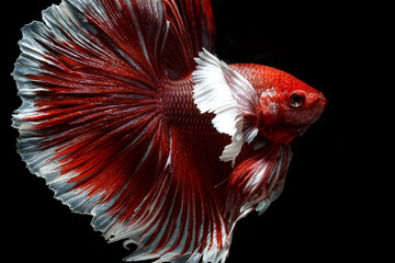 Fototapeta premium The Siamese fighting fish (Betta splendens) also known as the betta. Thailand's council of ministers confirmed 