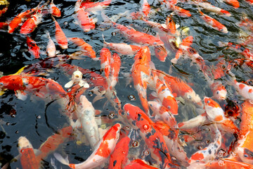 japanese koi fish in pond