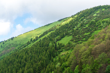 Fototapeta na wymiar Forested mountain slope in low lying cloud with the evergreen conifers shrouded in mist in a scenic landscape view. Slovakia Stoh Little Fatra.