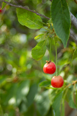 Red cherries are just starting to ripen, the leaves are still very light green
