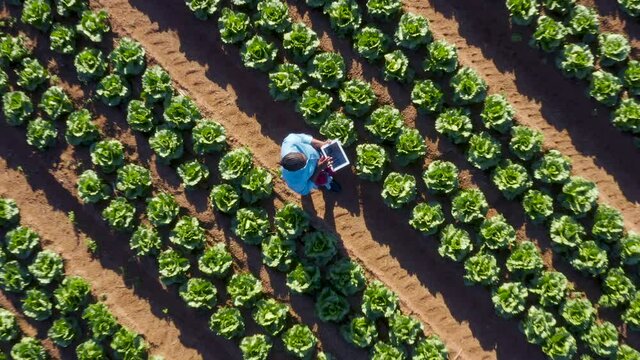 High aerial zoom out circular view of a Black African female farmer using a digital tablet monitoring vegetables on large scale vegetable farm