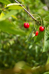 Red cherries are just starting to ripen, the leaves are still very light green