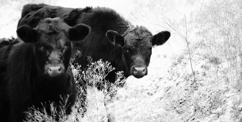 Black angus calves close up looking at camera from cow farm field.
