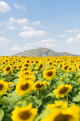 Fototapeta premium field of sunflowers in the summer 