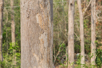 Teak Trees in Thailand precious hardwoods one of the last major areas of tropical forest in Asia
