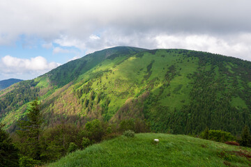 Forested mountain slope in low lying cloud with the evergreen conifers shrouded in mist in a scenic landscape view. Slovakia Stoh Little Fatra.