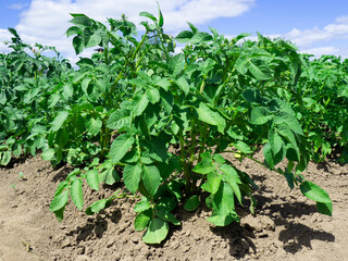 Potato bushes in the garden