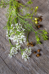 Staged image of Coriandrum sativum, including the flowers and foliage (known as cilantro) and the seeds (known as coriander)