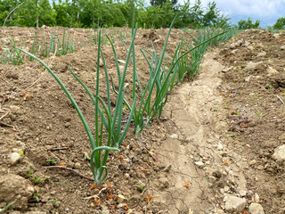 Field with green onions