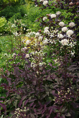 Vertical image of Serious Black bush clematis (Clematis recta 'Lime Close') in flower in a garden setting