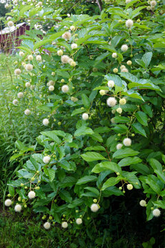 The deciduous native shrub known as common buttonbush (Cephalanthus occidentalis) in flower