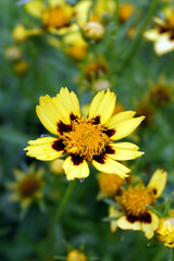 Vertical image of the bicolor flowers of 'Big Bang Cosmic Eye' coreopsis (Coreopsis 'Big Bang Cosmic Eye'), a sun-loving perennial