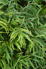 The foliage (leaves) of the ground-covering deciduous shrub known as sweetfern or sweet fern...