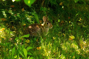 Rabbit