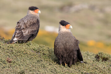 Crested Caracara breeding pair