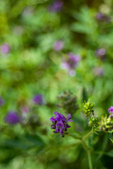 Purple wildflowers in summer in a green garden