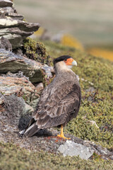 Crested Caracara