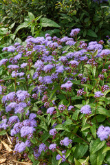 Obraz premium Blue mistflower (Conoclinium coelestinum [Eupatorium coelestinum]), also known as hardy ageratum, in bloom