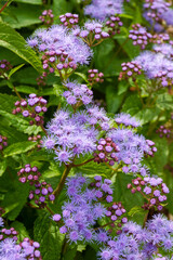 Fototapeta premium Blue mistflower (Conoclinium coelestinum [Eupatorium coelestinum]), also known as hardy ageratum, in bloom