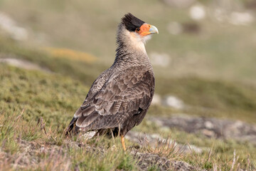 Crested Caracara