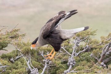 Adult Crested Caracara stretching