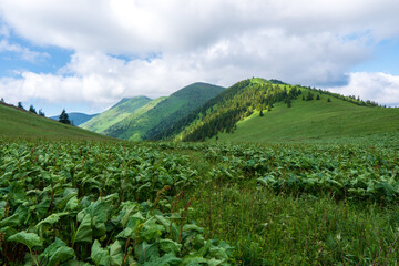 Fototapeta na wymiar Green ridge in mountain and blue cloud sky. Composition of nature. Spring ountain. Composition of nature. Slovakia little fatra europe