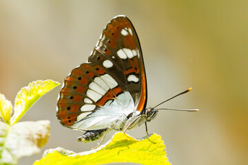 Limenitis reducta, mariposa naranja y blanca con las alas cerradas sobre la hoja.