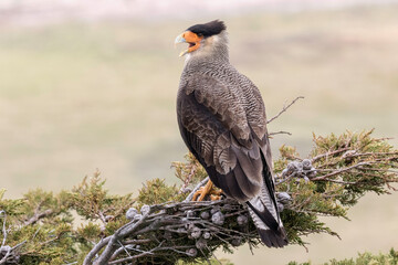 Adult Crested Caracara calling