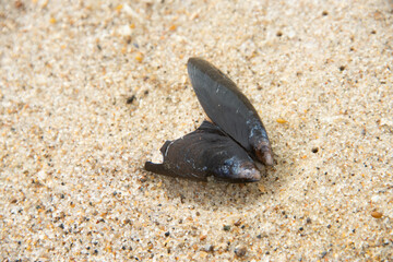 Schwarze gebrochene Miesmuschel Schale liegt geöffnet und leer auf Sand