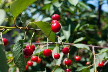 Ripe red cherry on a tree on a summer day