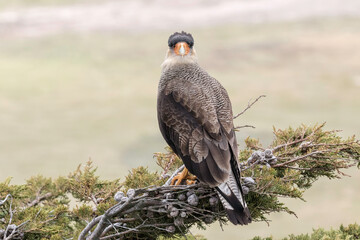 Crested Caracara