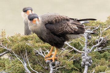 Adult Crested/ Southern Caracara pair at nest site