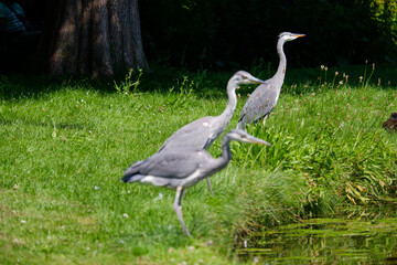 Great herons 
